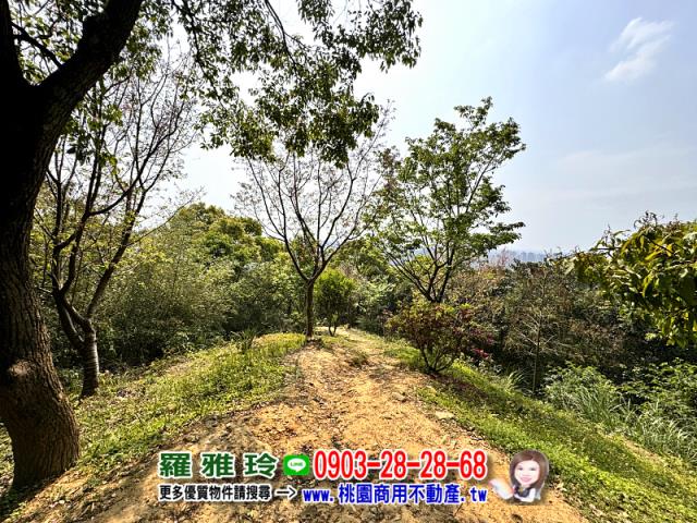 桃園桃園區農地-3
