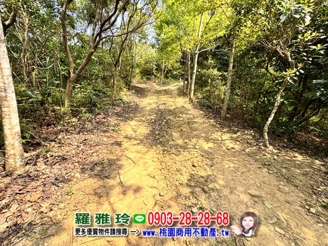 桃園桃園區農地-4