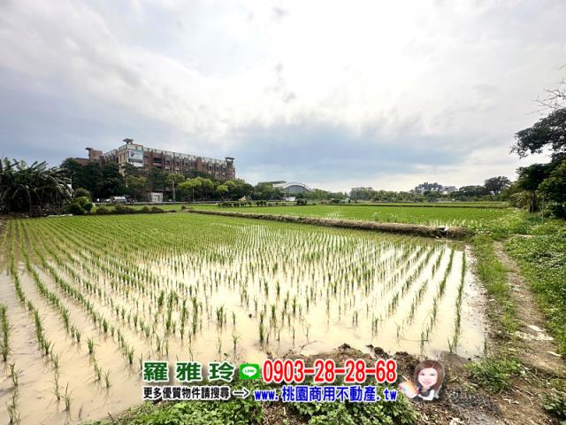 桃園桃園區農地-2