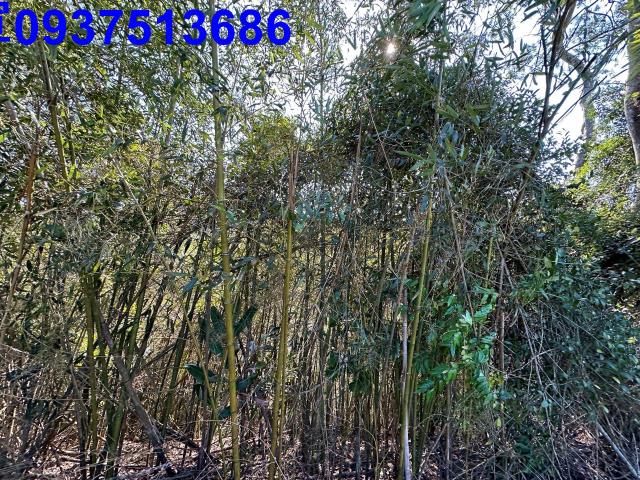 苗栗農地-15