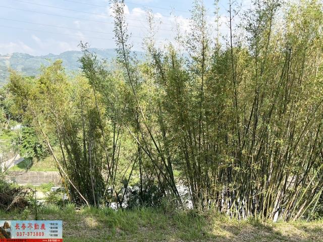 大湖林地-2