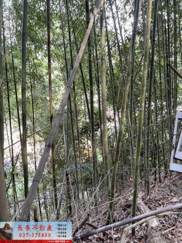 大湖林地-5