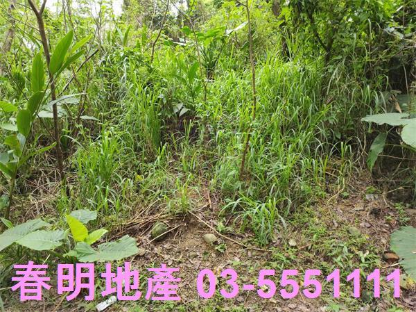 新竹農地-7