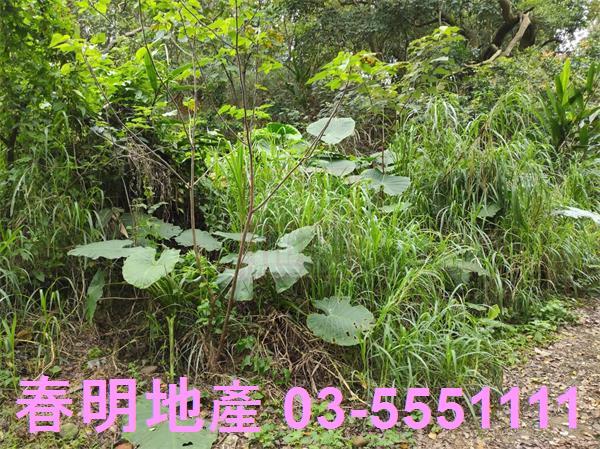 新竹農地-9