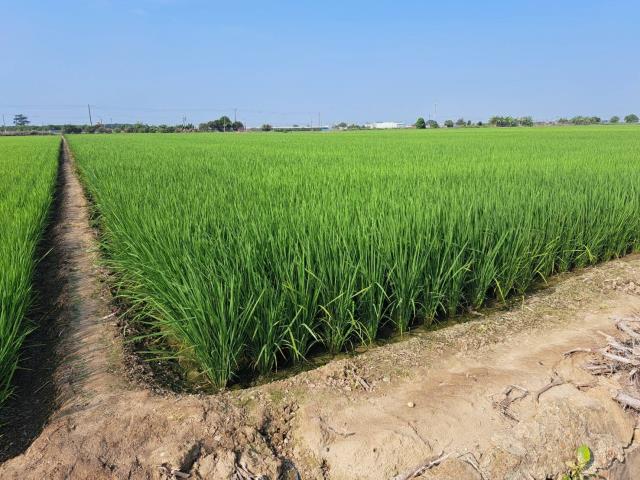 嘉義新港農地-3