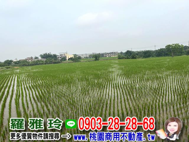 桃園新屋農地-5