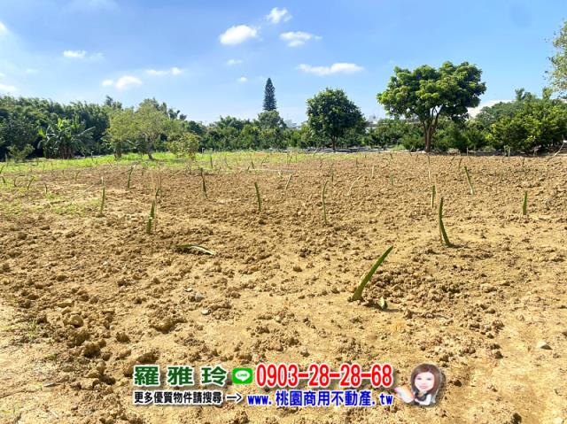桃園平鎮農地-1