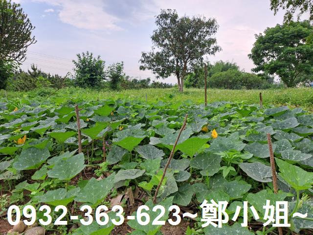 蘆竹農地-6