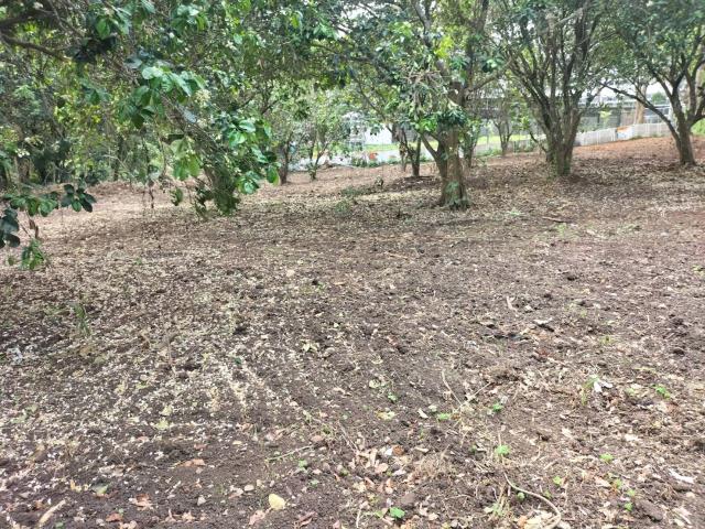 桃園龍潭農地-5