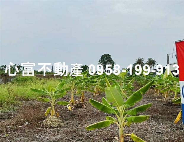 阿蓮農地-1