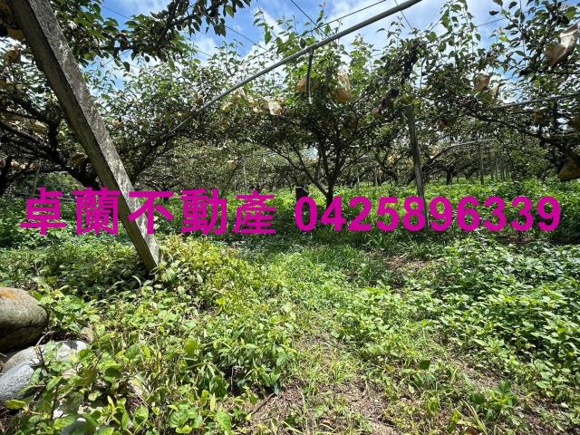 卓蘭農地-4