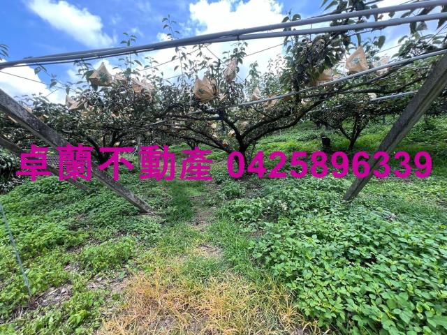 卓蘭農地-5