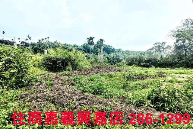 竹崎農地-9