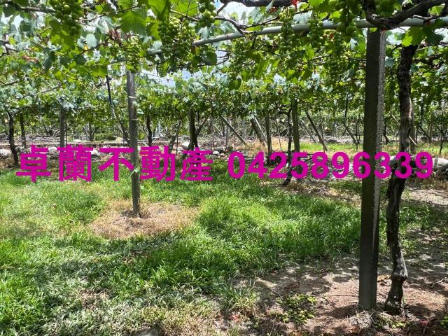 苗栗卓蘭農地-4