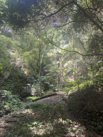 台中東勢山坡地-5