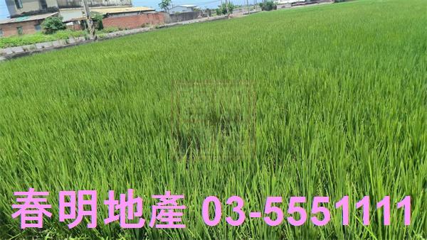 新豐農地-3