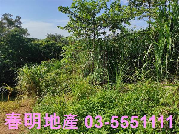 新竹竹東農地-4