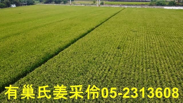 民雄農地-14