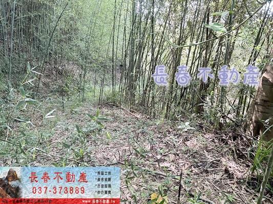 獅潭林地-1