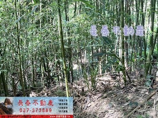 獅潭林地-2