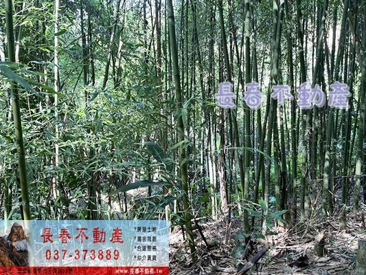 獅潭林地-3