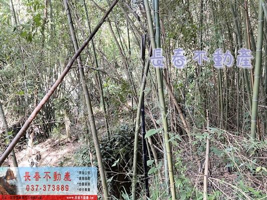 獅潭林地-4