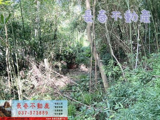 獅潭林地-6