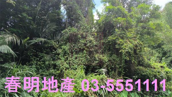 新竹竹東林地-4