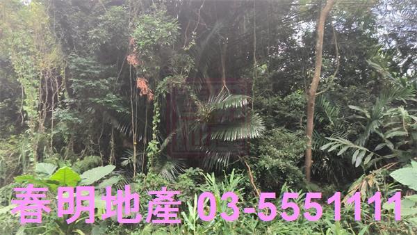 關西農地-6