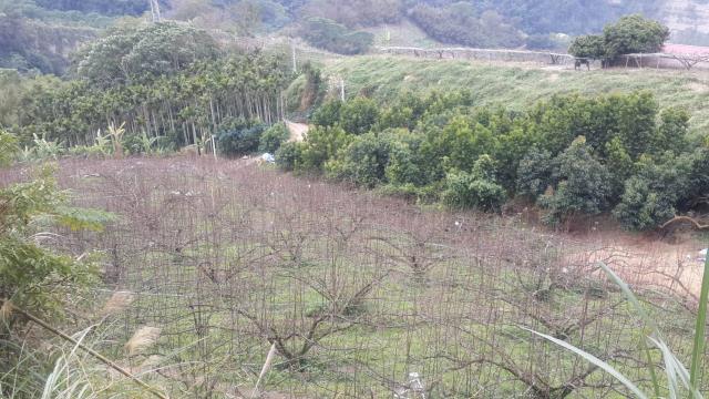 卓蘭山坡地-9