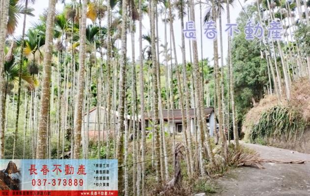 苗栗卓蘭林地-1