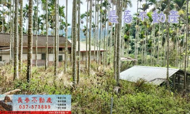 苗栗卓蘭林地-2