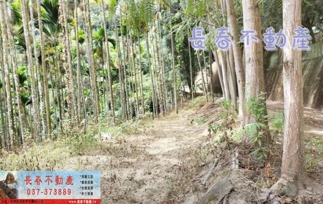 苗栗卓蘭林地-4