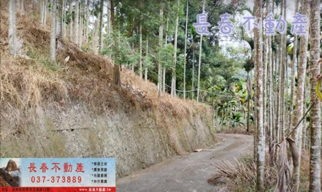 苗栗卓蘭林地-5