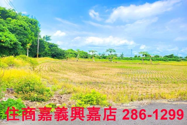 民雄農地-6
