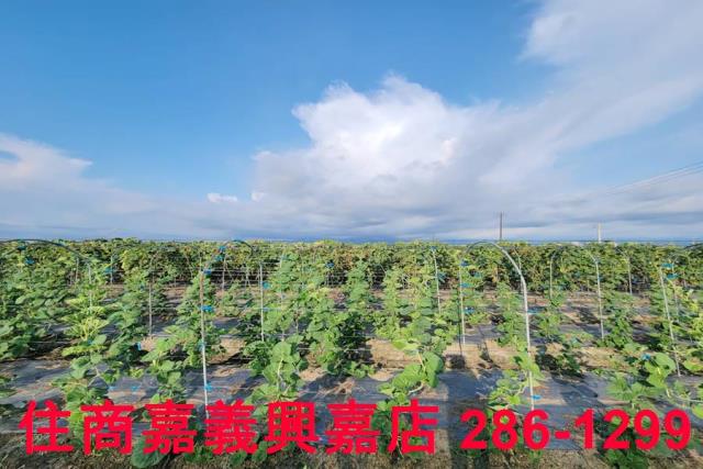 嘉義農地-3