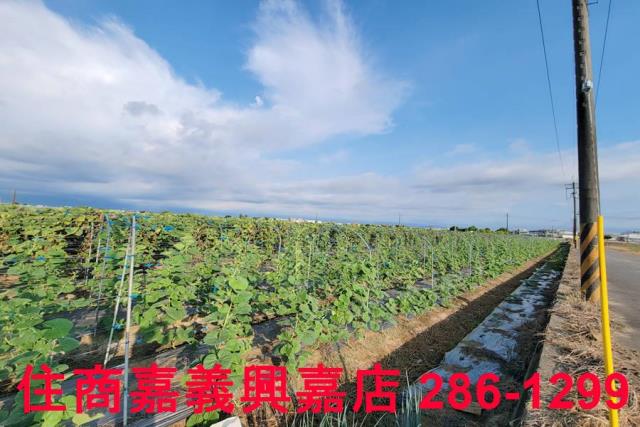 嘉義農地-4