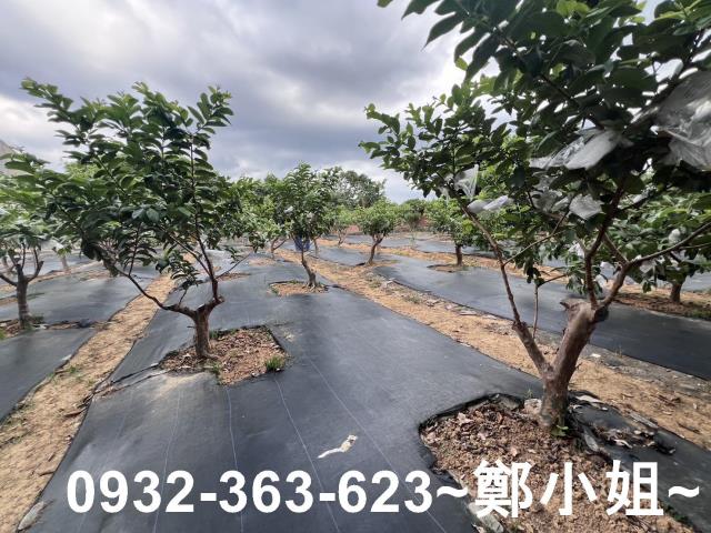桃園八德農地-13