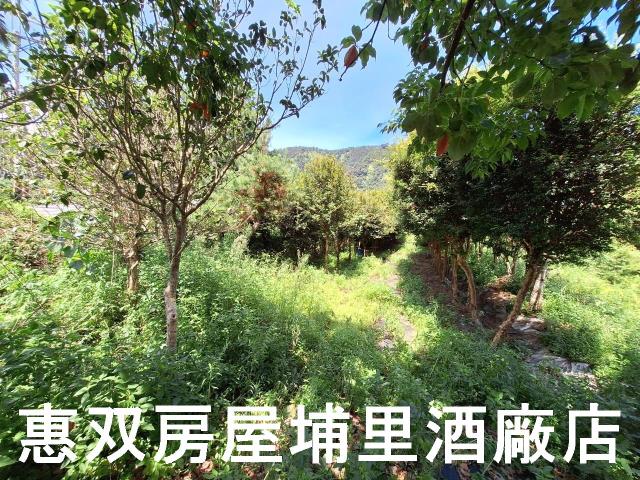 埔里農地-6