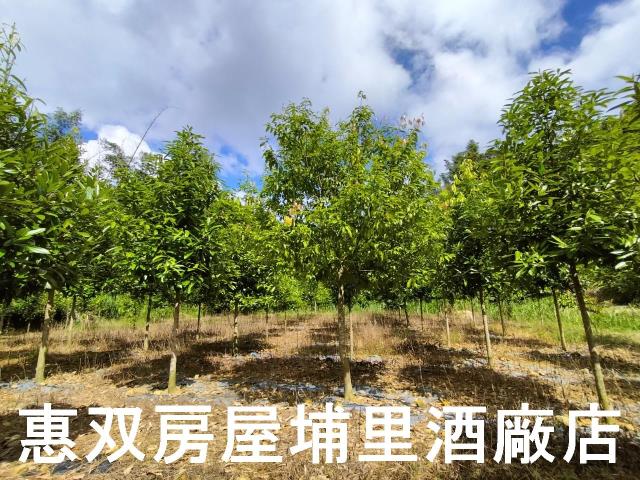 埔里農地-5