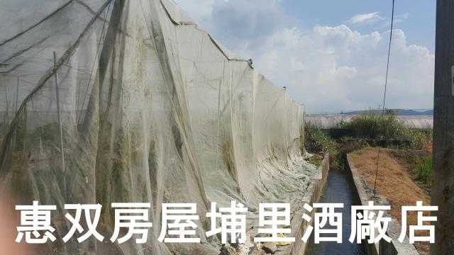 埔里農地-3