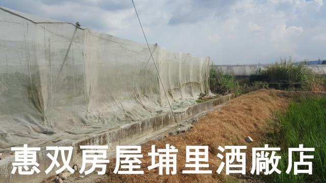 埔里農地-5