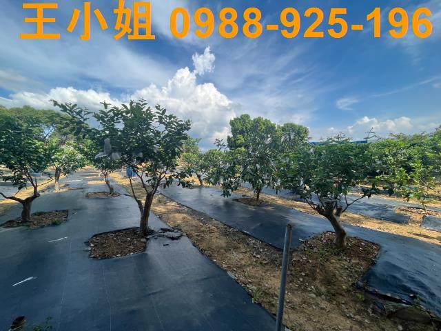 桃園農地-6