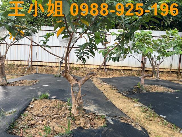 桃園農地-7