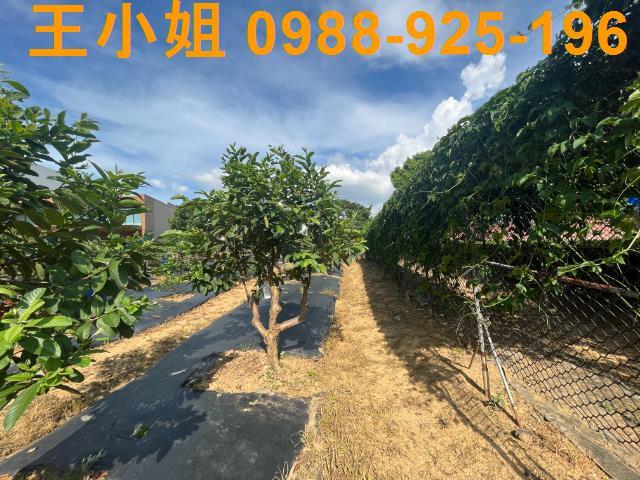 桃園農地-8