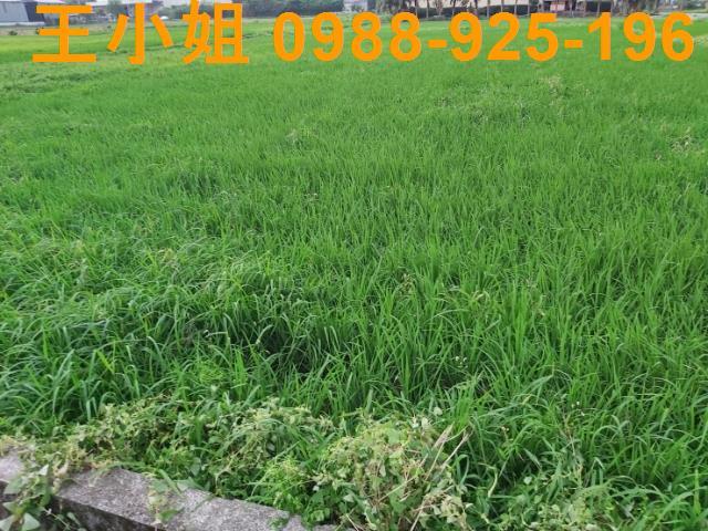 桃園農地-7