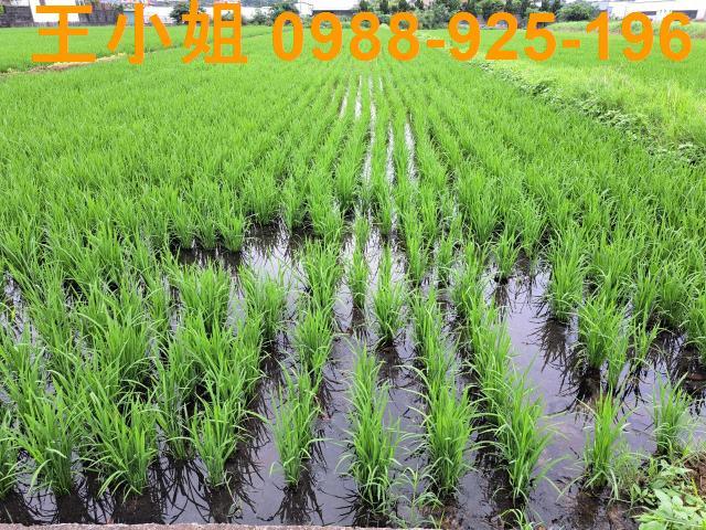 桃園農地-8