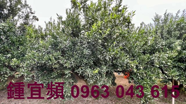 新竹峨眉農地-6