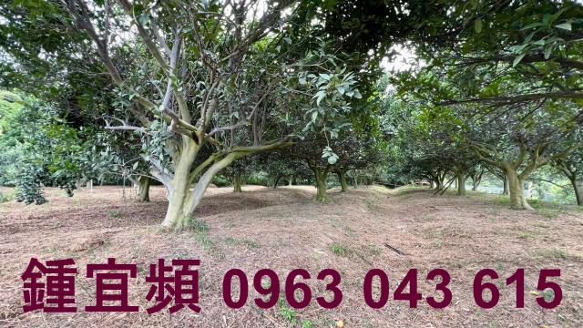 新竹峨眉農地-8