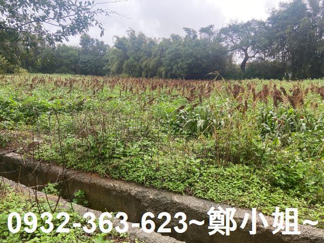 新屋農地-12